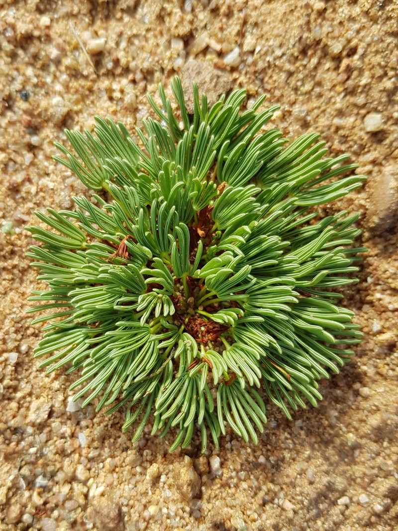 Oxalis flaviuscula photo 2