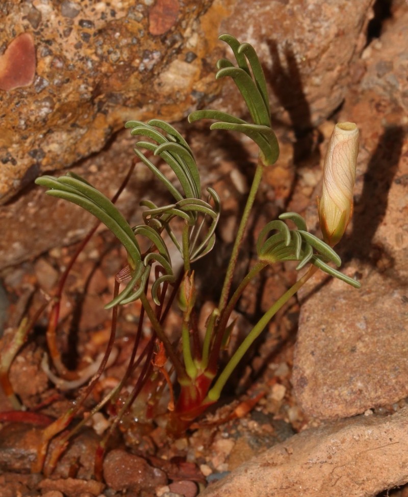 Oxalis flaviuscula photo 3