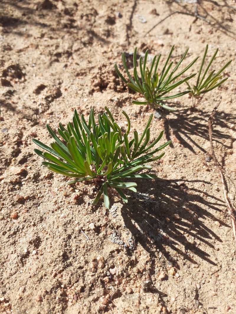 Oxalis flaviuscula photo 4