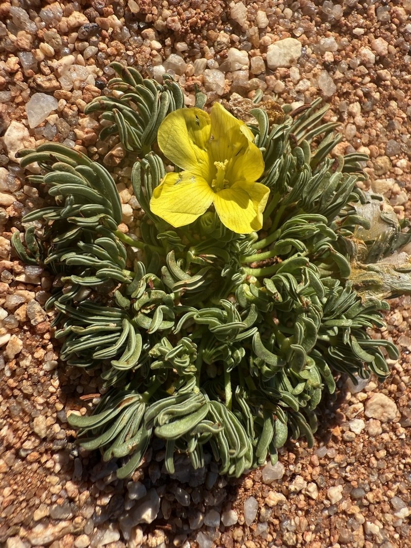 Oxalis flaviuscula photo 5