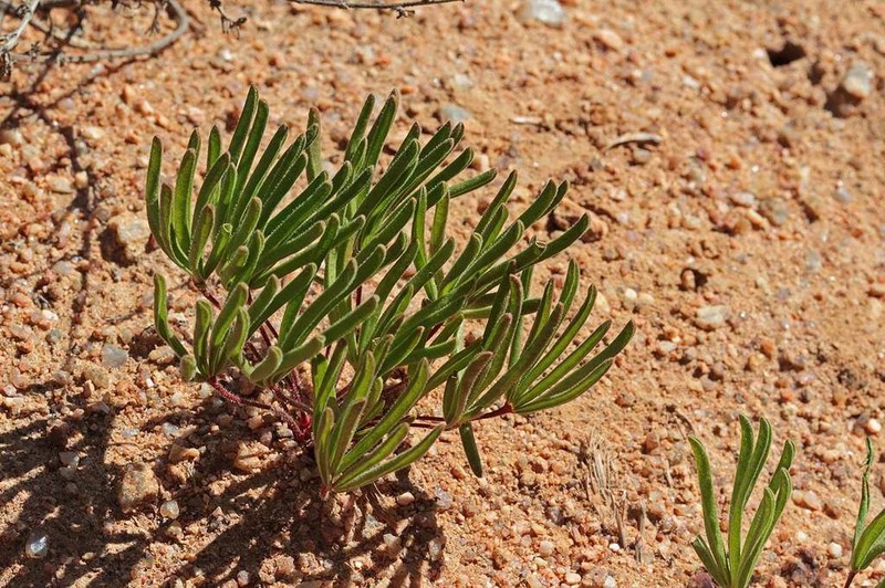 Oxalis flaviuscula photo 6