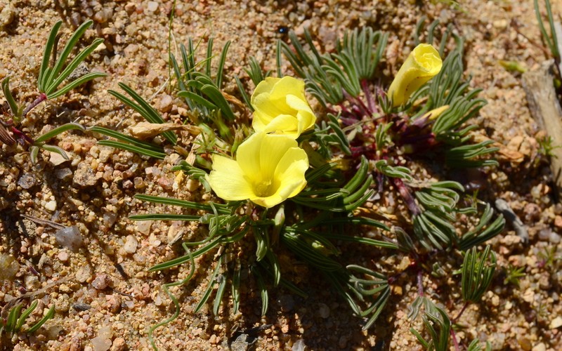 Oxalis flaviuscula photo 7