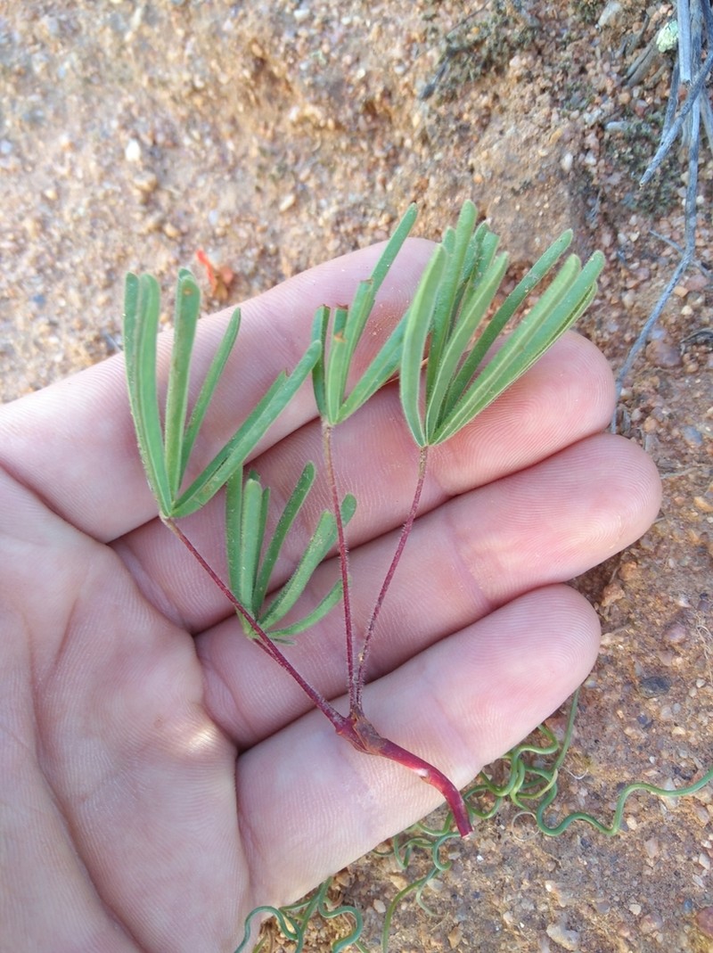 Oxalis flaviuscula photo 8