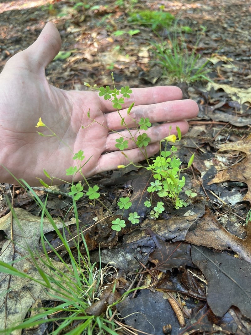 Oxalis florida