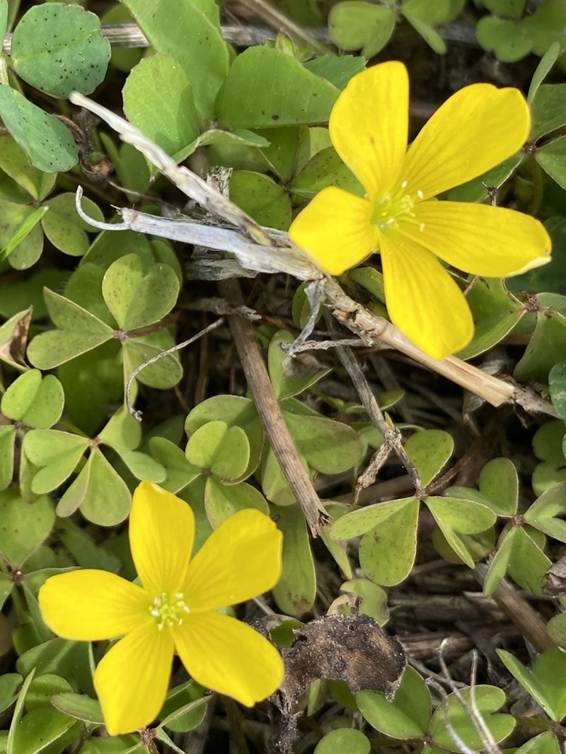 Oxalis florida photo 2