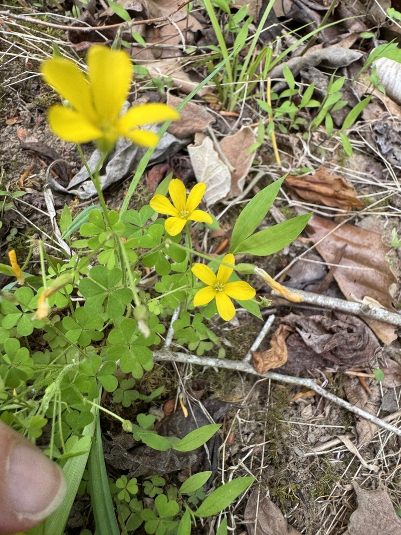 Oxalis florida photo 3