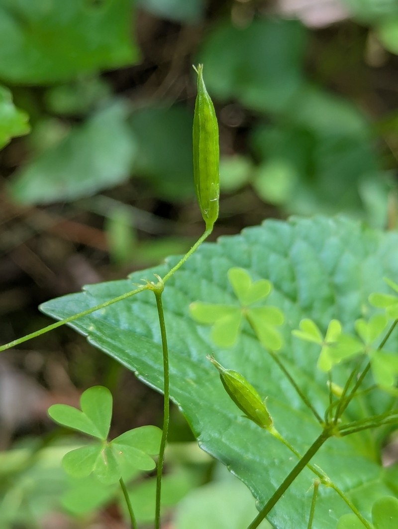 Oxalis florida photo 4