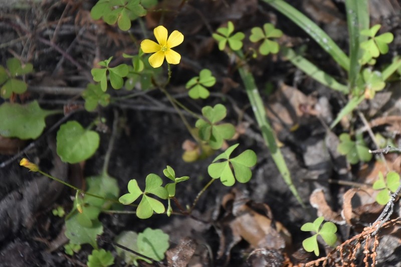 Oxalis florida photo 5