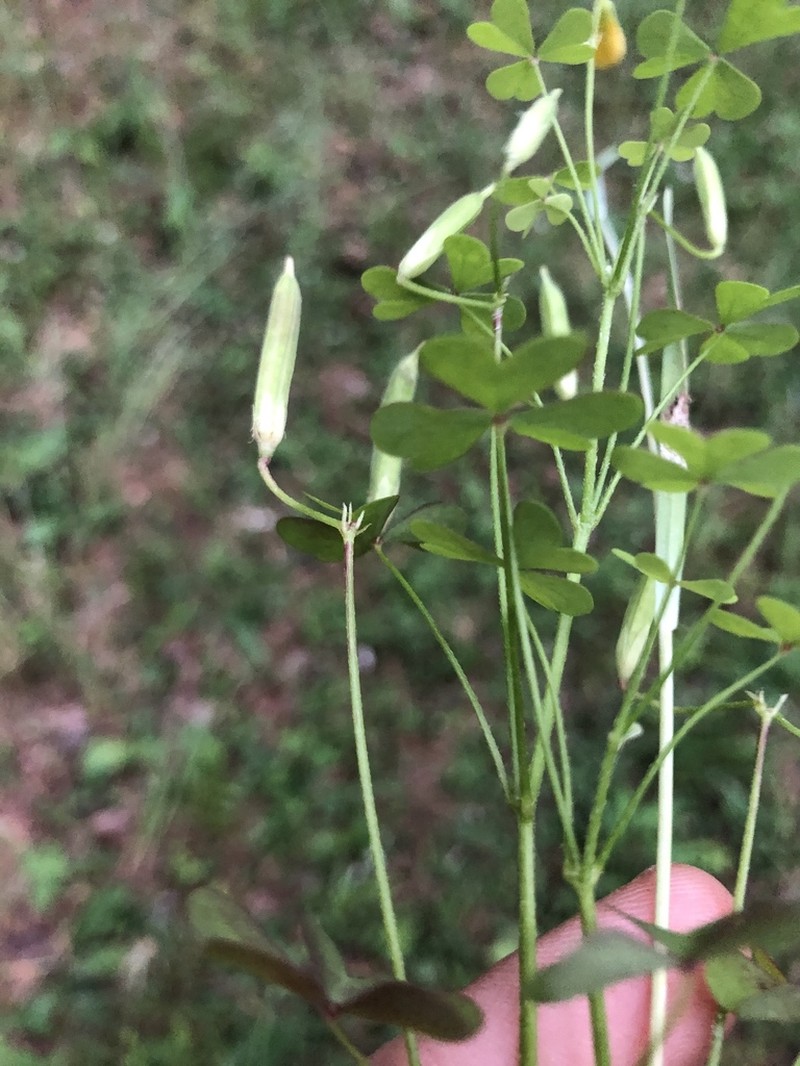 Oxalis florida photo 6