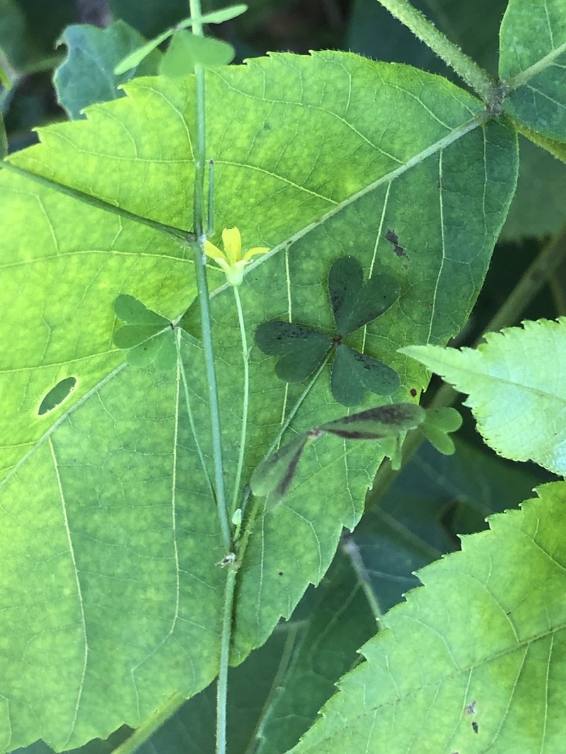 Oxalis florida photo 7