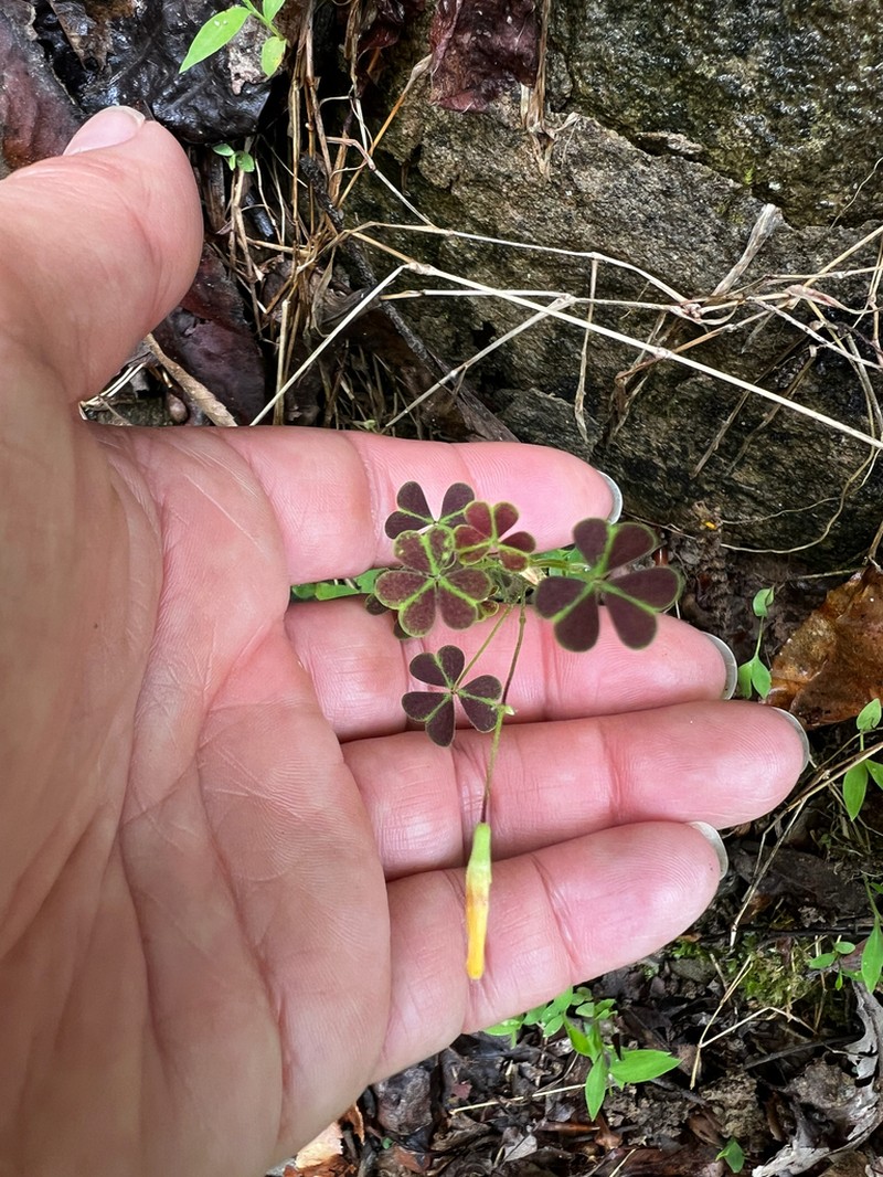 Oxalis florida photo 8