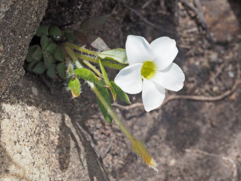 Oxalis fourcadei photo 2