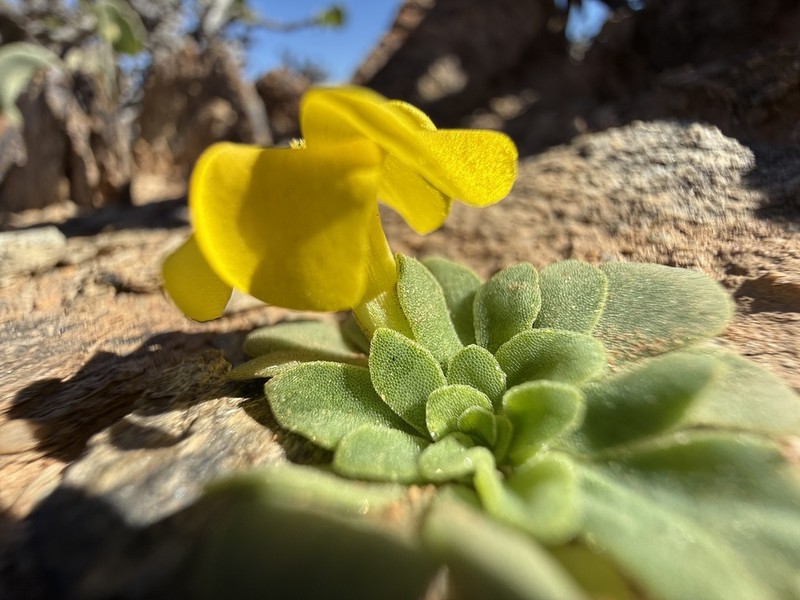 Oxalis foveolata