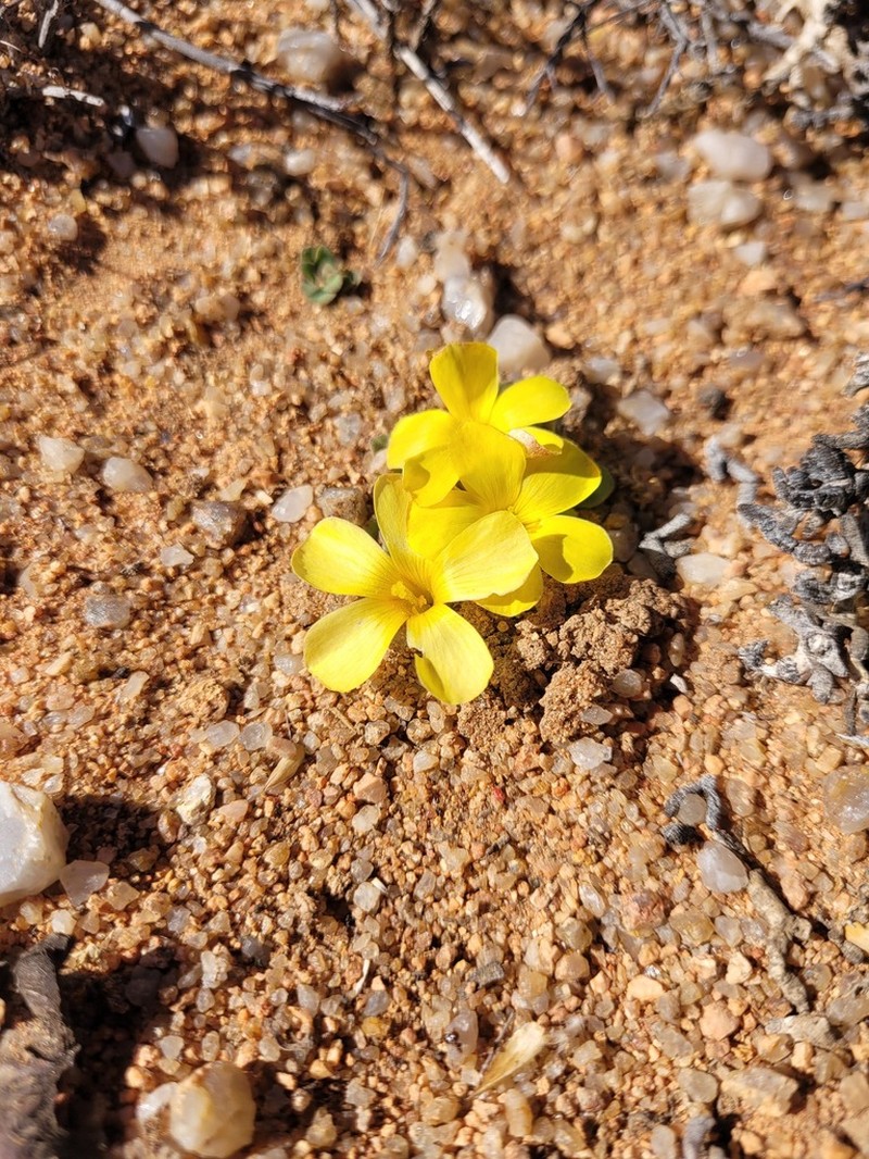 Oxalis foveolata photo 2