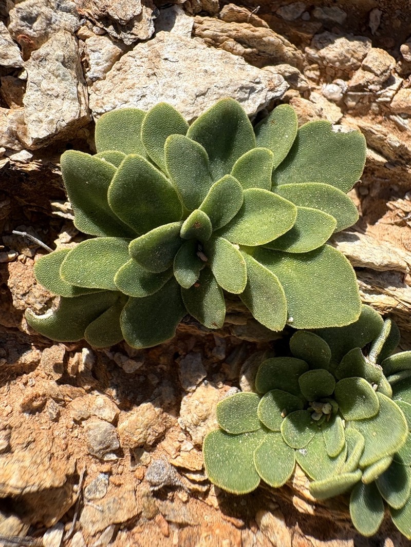 Oxalis foveolata photo 3