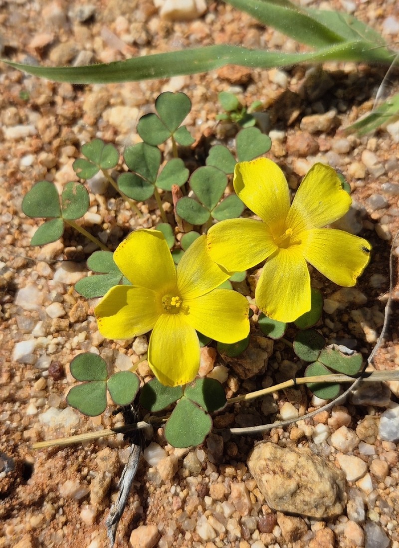 Oxalis foveolata photo 4