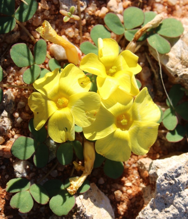 Oxalis foveolata photo 5