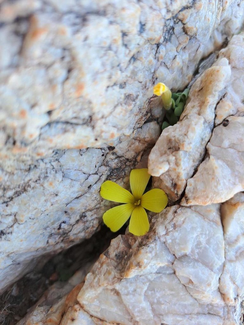 Oxalis foveolata photo 6