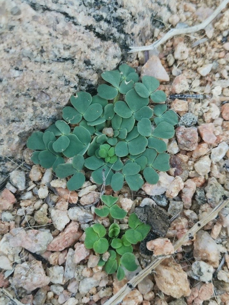 Oxalis foveolata photo 7