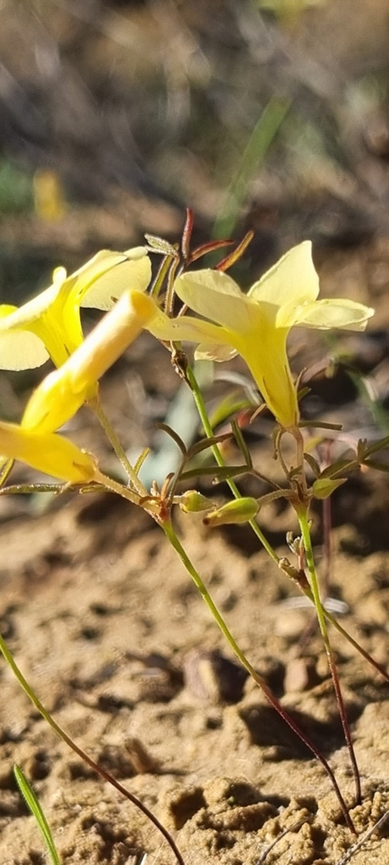 Oxalis fragilis
