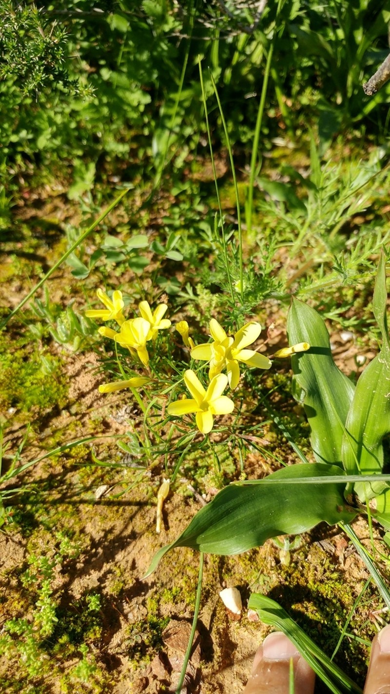 Oxalis fragilis photo 2