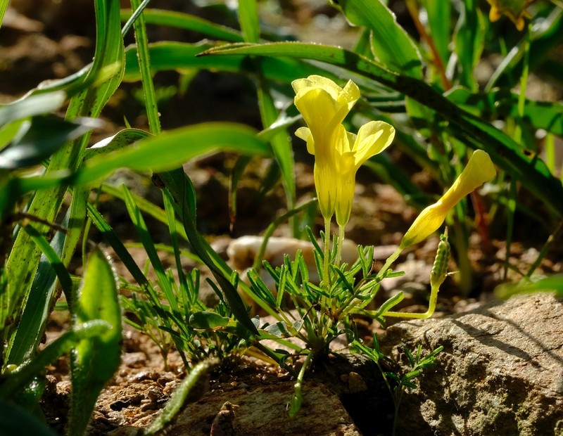 Oxalis fragilis photo 3