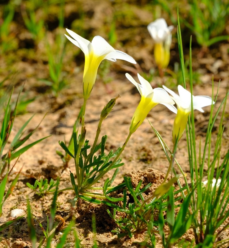 Oxalis fragilis photo 4