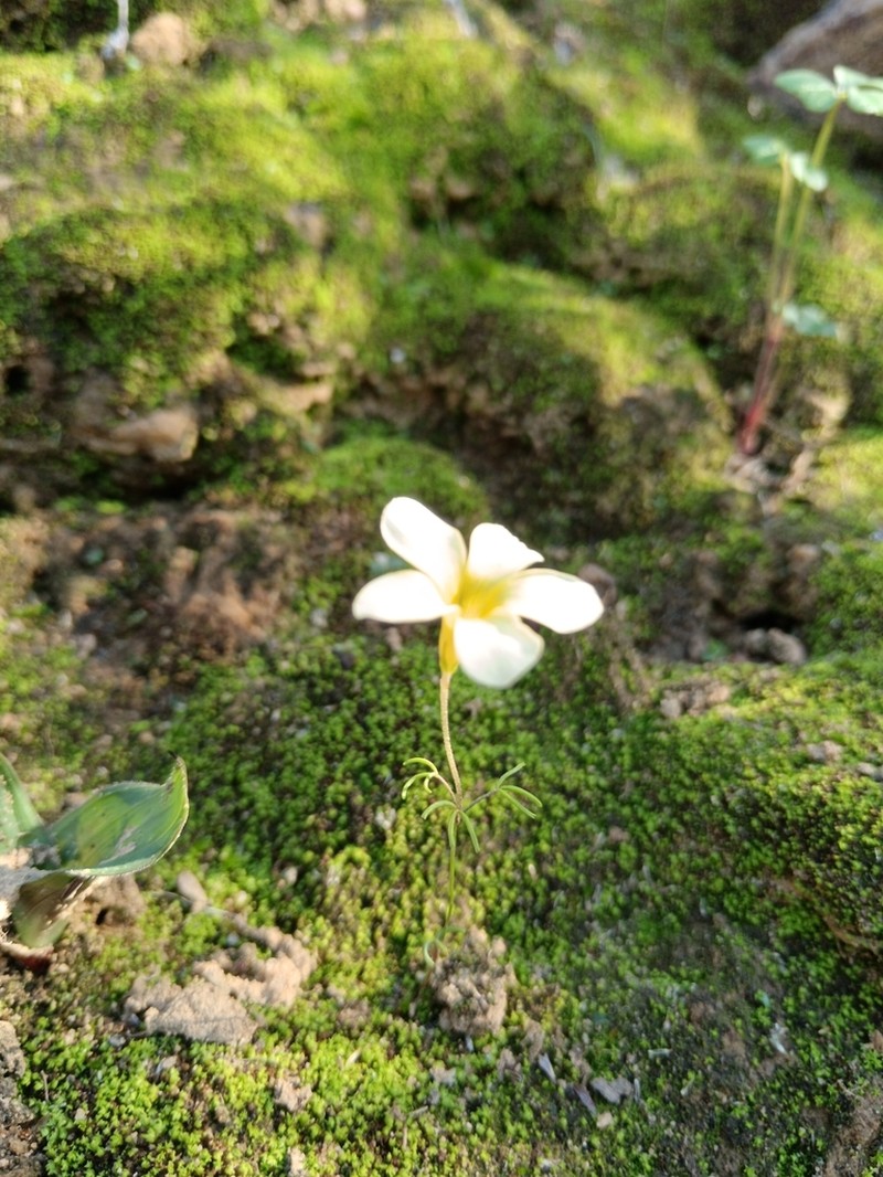 Oxalis fragilis photo 5
