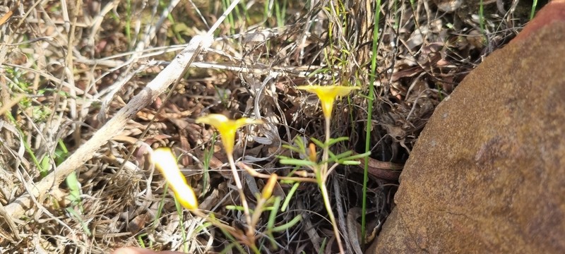Oxalis fragilis photo 6