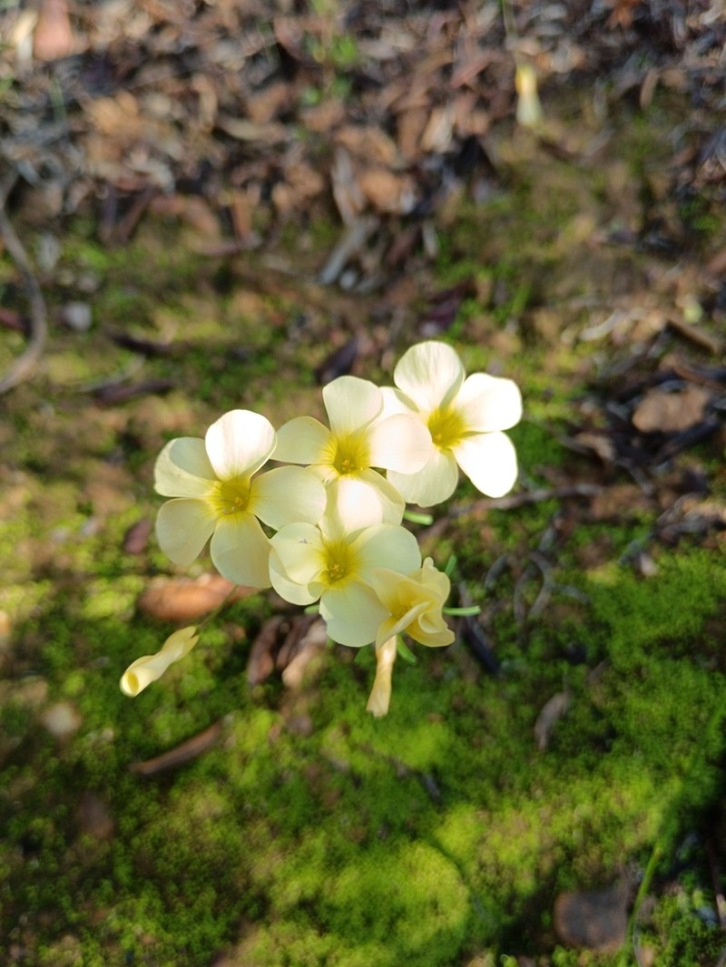 Oxalis fragilis photo 8