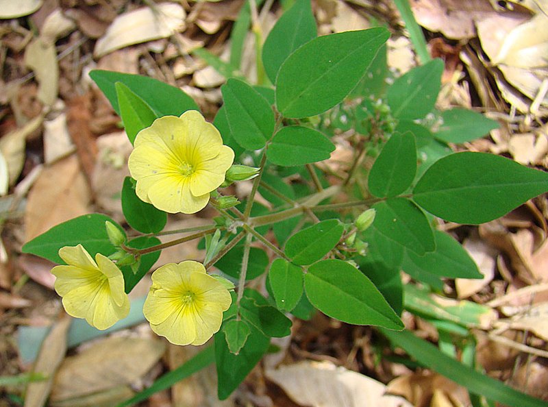 Shrubby Woodsorrel photo 2