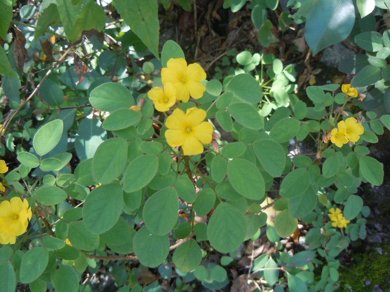 Shrubby Woodsorrel photo 3