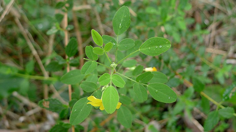 Shrubby Woodsorrel photo 4