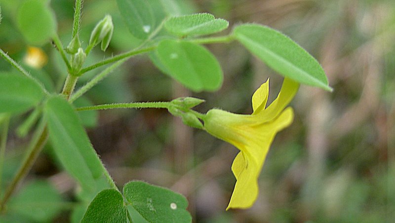 Shrubby Woodsorrel photo 5