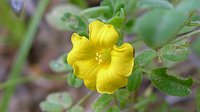 Shrubby Woodsorrel