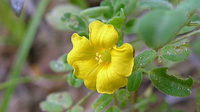 Shrubby Woodsorrel