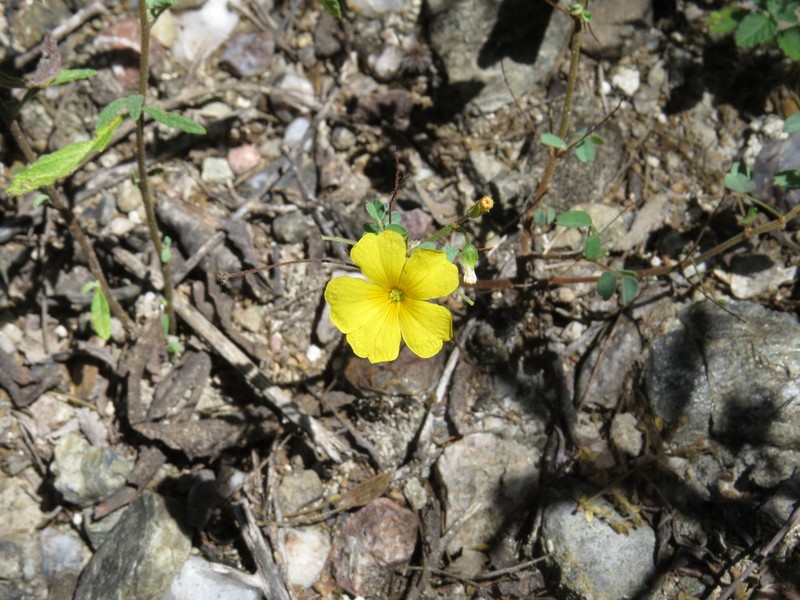 Shrubby Woodsorrel photo 6