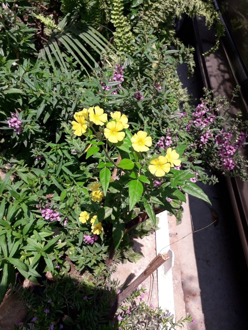 Shrubby Woodsorrel photo 7