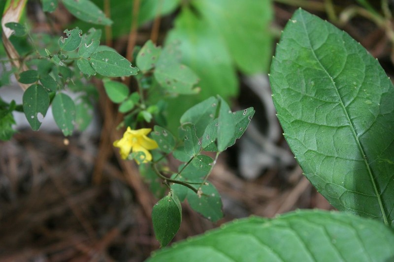 Oxalis frutescens subsp. angustifolia