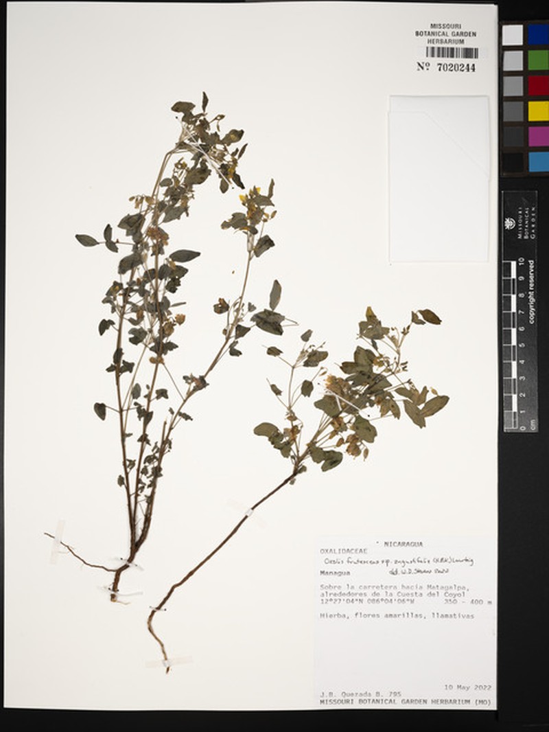 Oxalis frutescens subsp. angustifolia photo 2