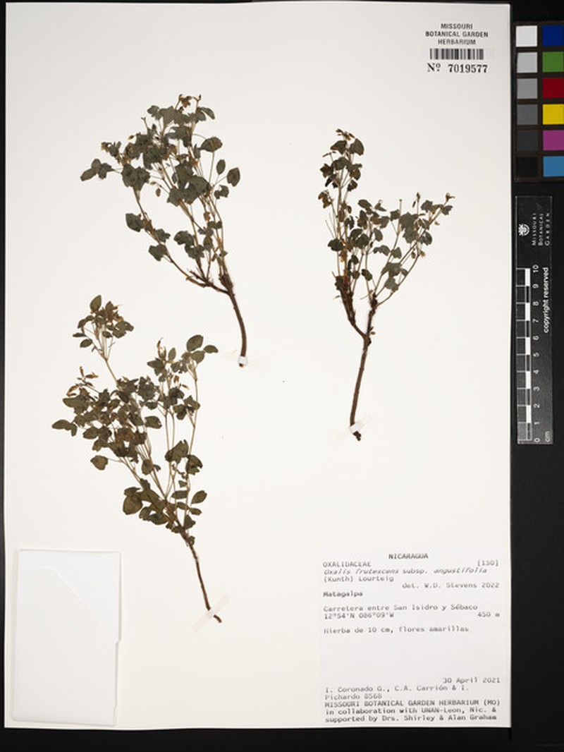 Oxalis frutescens subsp. angustifolia photo 3