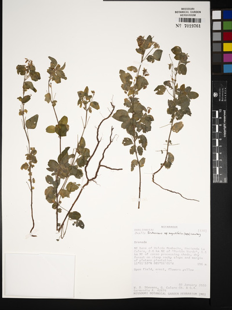 Oxalis frutescens subsp. angustifolia photo 4