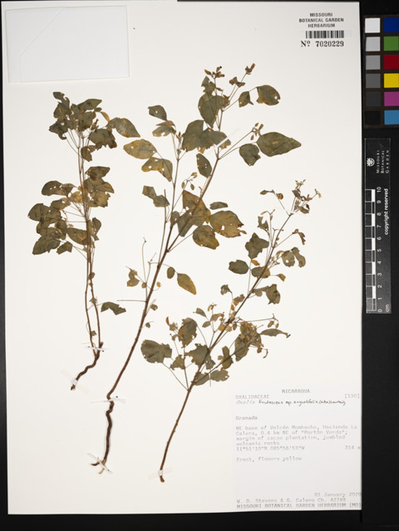Oxalis frutescens subsp. angustifolia photo 5