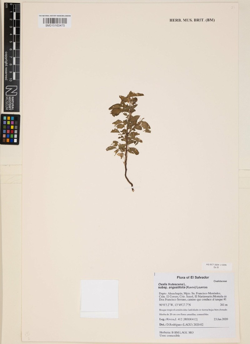 Oxalis frutescens subsp. angustifolia photo 6
