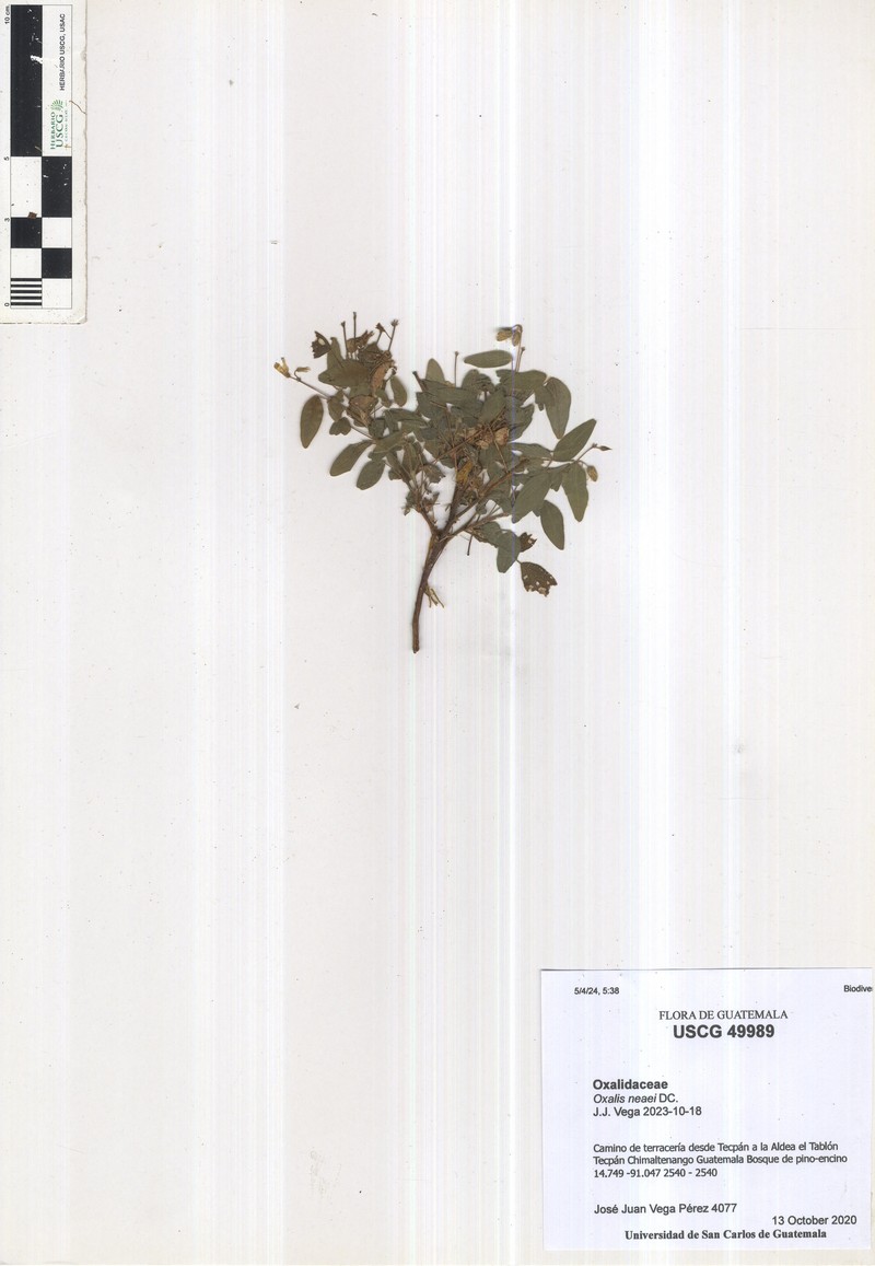 Oxalis frutescens subsp. angustifolia photo 7