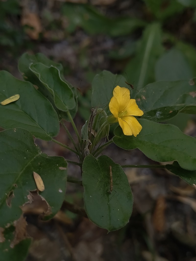 Oxalis frutescens subsp. frutescens photo 3