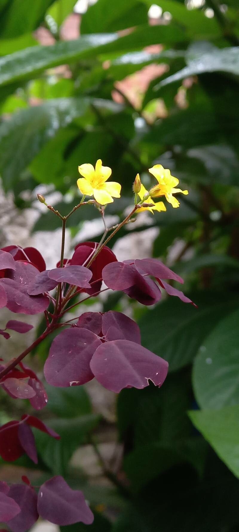 Oxalis frutescens subsp. frutescens photo 4