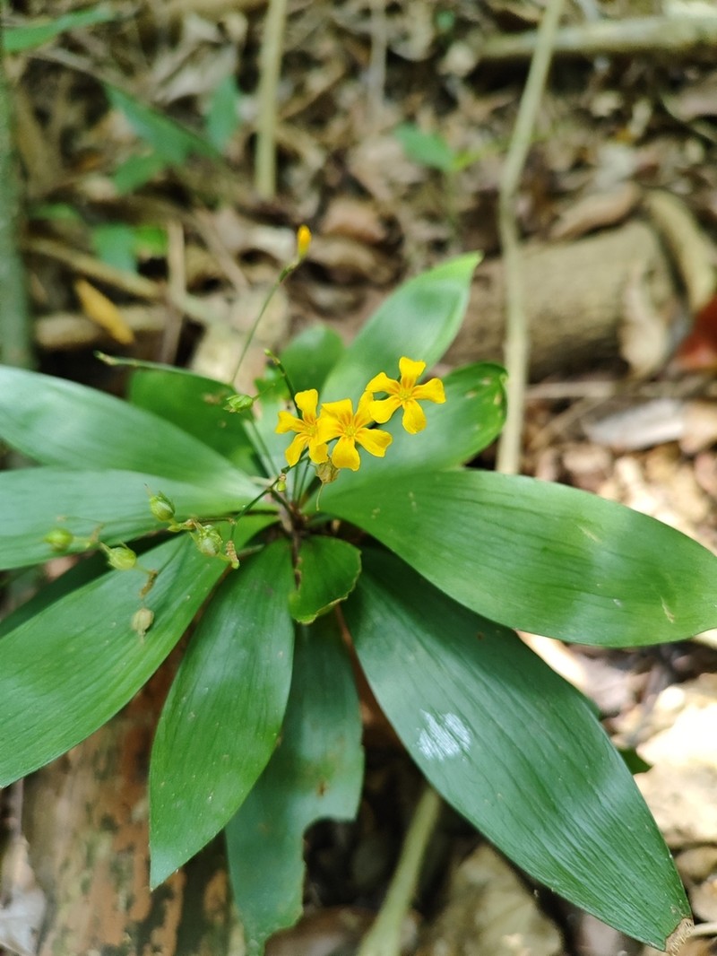 Oxalis fruticosa