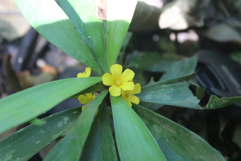 Oxalis fruticosa photo 2