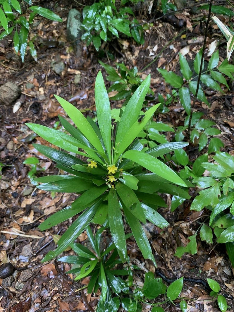 Oxalis fruticosa photo 3